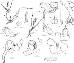 Image result for Polystachya fusiformis × lindblomii