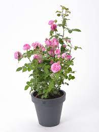 Check spelling or type a new query. Strauchrose Louise Odier Rosa Louise Odier Gunstig Online Kaufen
