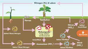 Check spelling or type a new query. Siklus Nitrogen Beserta Penjelasannya Siswapedia