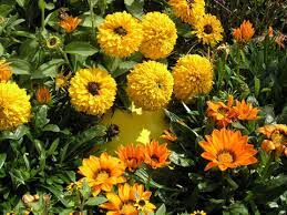 Novasemena.cz gazánie gazania splendens gazánie je nízká letnička vhodná do skalek i truhlíku. Gazanie Mittagsgold Pflanzen Und Pflegen Mein Schoner Garten