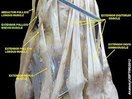 We did not find results for: Extensor Pollicis Brevis Muscle Gaz Wiki