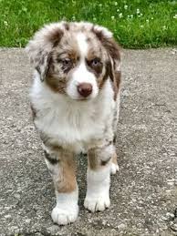 Black And White Australian Shepherd Puppy For Sale Australian Shepherd Puppy For Sale In Lexington Ky Adn 34091 On Puppyfinder Com Gender Male Australian Shepherd Puppies For Sale Australian Shepherd Puppy