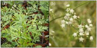 Image result for Parthenium