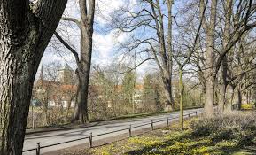 Fällen dürfen sie bäume generell aber nur zwischen 1. Regelungen In Osnabruck Baume Fallen Nach Dem 1 Marz Was Ist Erlaubt Und Was Nicht