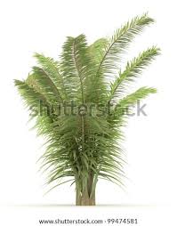 Image result for Raphia ruwenzorica