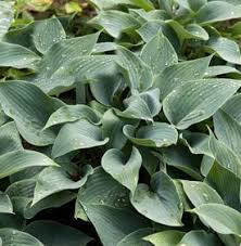 Maybe you would like to learn more about one of these? Hosta How To Grow Care For Hosta Plants Garden Design