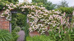 If grown as shrubs in the open ground they will perform well in partially shaded positions: Best Climbing Roses Find The Perfect Rose For Your Plot Plus Top Tips On Where To Plant Them Gardeningetc