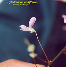 Image result for Hylodesmum