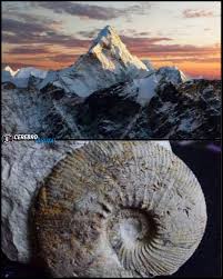 The top of Everest is ancient seabed lifted almost nine kilometers into the  sky 🏔 Rock near Everest's summit contains marine fossils roughly 450  million years old, which means the highest point