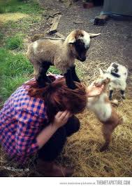 Okayyyy So I Would Like A Baby Goat For My Birthday So Cute Funny Animal Pictures Cute Goats Funny Animals