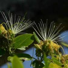 Image result for Maerua nervosa