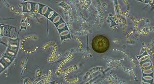 Pixie dust, magic mirrors, and genies are all considered forms of cheating and will disqualify your score on this test! Content Quizzclub Com Trivia 2020 08 Diatoms Ar