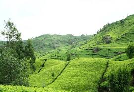 Jawa barat merupakan daerah penghasil teh terbesar di indonesia. Yuk Jelajahi 5 Kebun Teh Paling Cantik Di Pulau Jawa