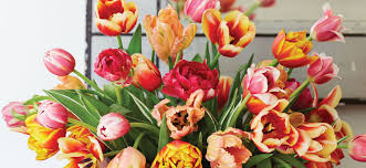 The great advantage of the species tulips is that they can grow year after year in the south. Growing Cutting Arranging Tulips Flower Magazine