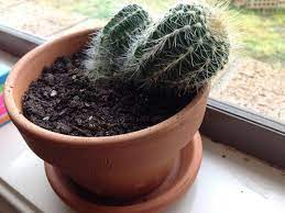 I am super happy how it turned out.diy duct tape squishy | how to make a squishy without foam #24. Why Is My Cactus Droopy Gardening Landscaping Stack Exchange