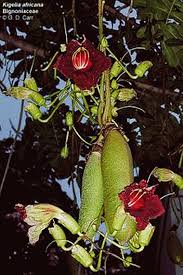 Image result for Kigelia africana