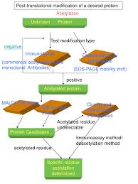 Many proteins undergo chemical modifications at certain amino acid residues following translation. Protein Modification Mass Shift Proteinwalls