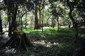 Image result for Lovoa swynnertonii