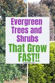 Trees grow taller and faster in tubes will soon be above the browse line. 71 Best Boise Hedge Trees Ideas In 2021 Hedge Trees Shrubs Plants