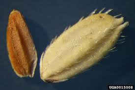 Image result for Oryza longistaminata