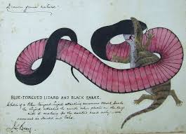 James Bray Fight Between Black Snake And Blue Tongued Lizard State Library Of Nsw Pxa 193 Animal Illustration Antique Illustration Lizard