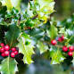 St Cleer Gardening Club Christmas Dinner – All W... event in Liskeard