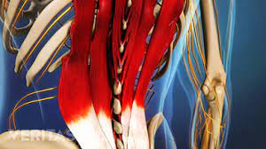 Attached to the pelvis are muscles of the buttocks, the lower back, and the thighs. Pulled Back Muscle And Lower Back Strain