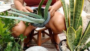 Regando plantas - Porn Videos & Photos - EroMe