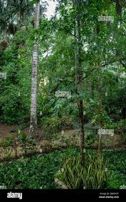 Image result for Brazzeia longipedicellata