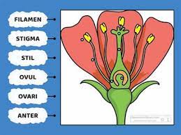 We did not find results for: Struktur Bunga Larresurser