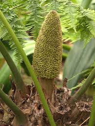 Image result for Cycadaceae