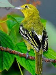 Karena burung sirtu tersebut dapat. Ragam Jenis Burung Cipoh Terlengkap Burung Hias