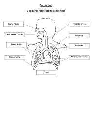 Toujours par groupes de deux: L Appareil Respiratoire Cm2