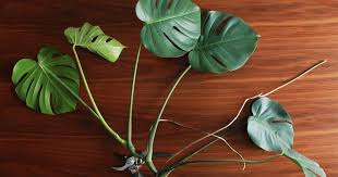 Good To Know How To Propagate A Monstera And Other Care Tips Propagating Plants Monstera Plants