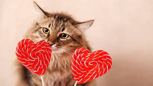 conseils pour proteger votre chat en cette saint valentin le chocolat est riche en graisses e in 2020 valentines day cat cat love valentines day pictures