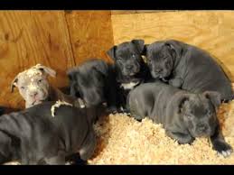 With the blue nose pitbull puppy, it's ideal for him to eat a total of 1 cup of dry dog food, portioned into three meals a day. Red Nose Pitbull Puppies For Sale Craigslist 06 2021