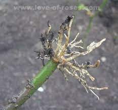 How To Grow Roses From Stem Cuttings Rose Cuttings Growing Roses Propagating Roses