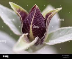 Image result for Barleria albostellata