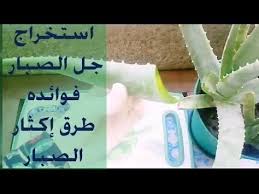 9 جل صبار الألوفيرا وطريقة استخراجه فوائد الألوفيرا طرق إكثار الألوفيرا ج2 youtube live lokai bracelet aloe vera aloe