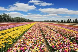 Beautiful plants suited to your region create a sense of place in your. 6 Spring Blooming Perennial Flowers For A Colorful Utah Garden Millcreek Gardens