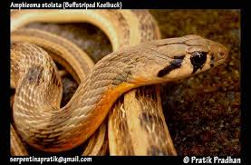 Image result for Amphiasma