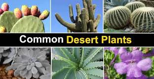 They are unique flowers because they have dozens of stamens and petals, rather than the usual 5 to 10 of each that. 25 Desert Plants With Pictures And Names