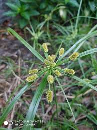 Image result for Cyperus latifolius