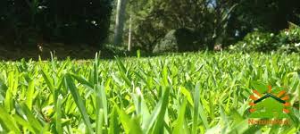 This enhances natural pest control by providing the natural enemies of pests with alternative hosts and prey during periods in which host and prey density is low in fields, or by increasing the fitness of natural enemies. 3 Secretes To A Beautiful Florida Grass Organic Pest Control Natural Pest Control Service Miami