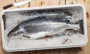 We spend 2 nights on the water and head back to captivity to clean our fish, grouper, snapper, cobia, kings, dolphin, and whatever else we catch. How To Save Your Catch After A Successful Ice Fishing Trip Foodsaver Canada