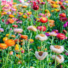 Maybe you would like to learn more about one of these? Everlasting Daisy Tom Thumb Mix Seeds The Seed Collection