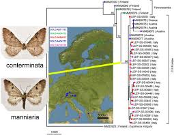 Image result for Eupithecia conterminata