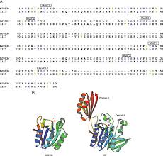 A Structure Based Sequence Alignment Between Mj0936 And Its Closest Download Scientific Diagram