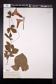 Image result for Ipomoea chloroneura