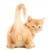 10 possible causes of a bloated stomach. 1